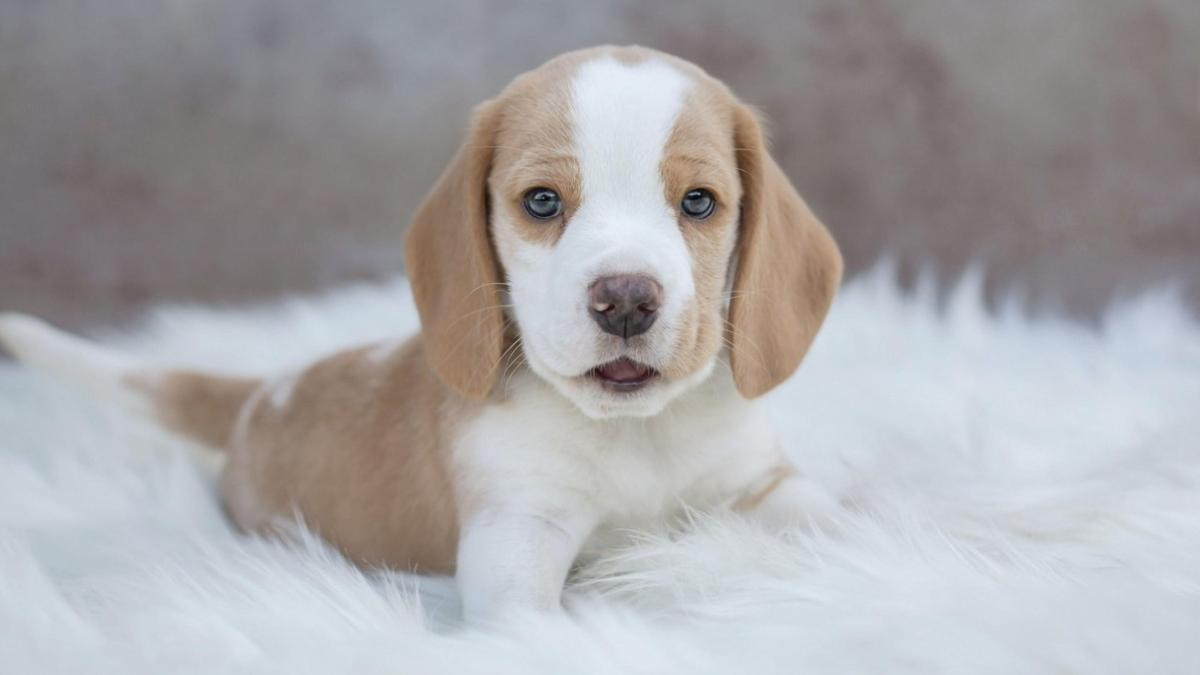 doi pui de beagle au fost clonati cu succes din celule modificate genetic coreea de sud