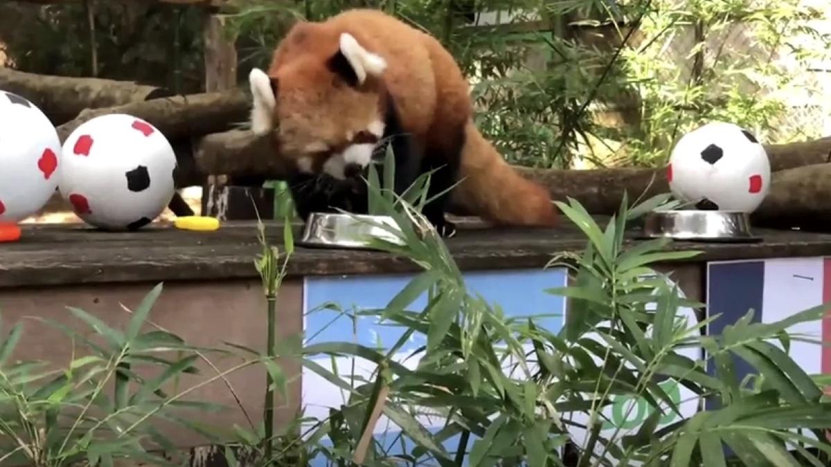 panda rosu campionatul mondial fotbal