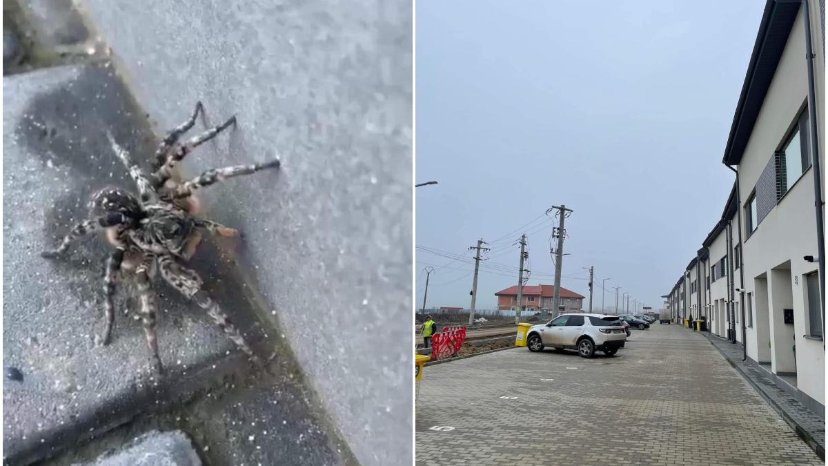 tarantula strada voluntari ilfov