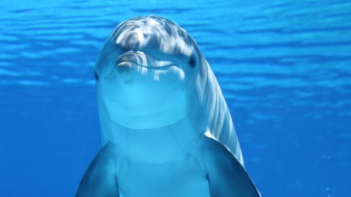 delfin