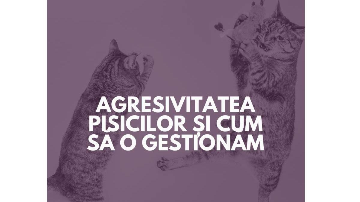 agresivitatea pisicilor si cum sa o gestionam