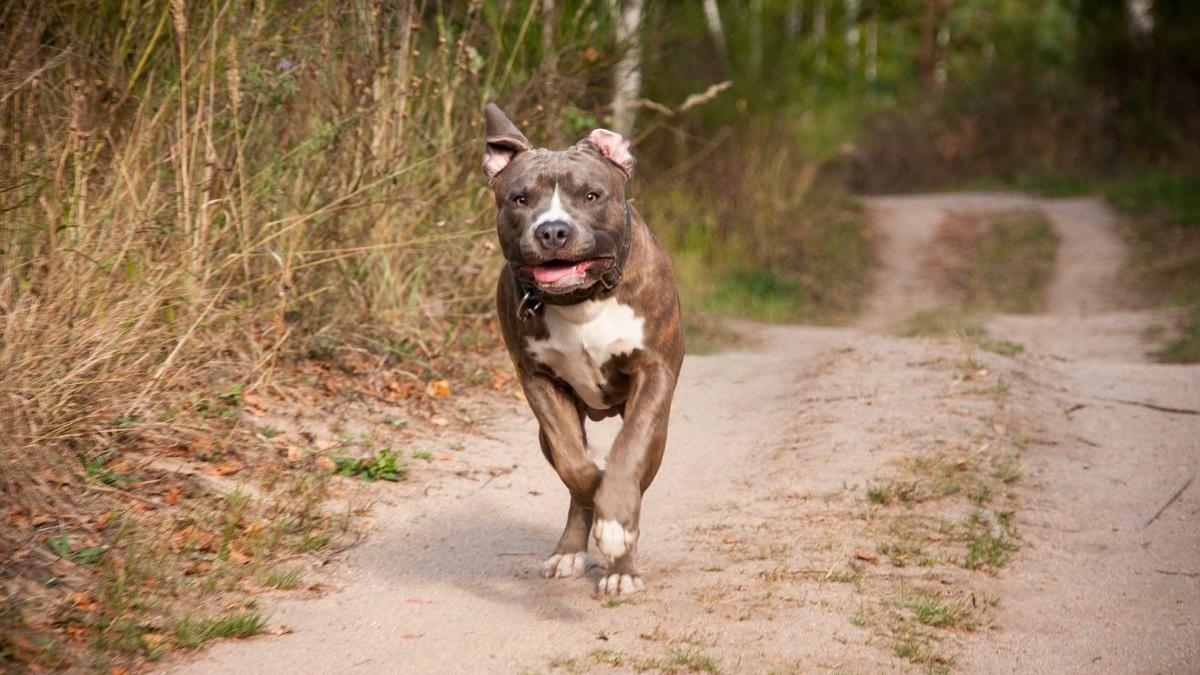 amstaff