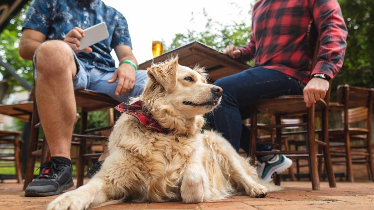 restaurant pet friendly