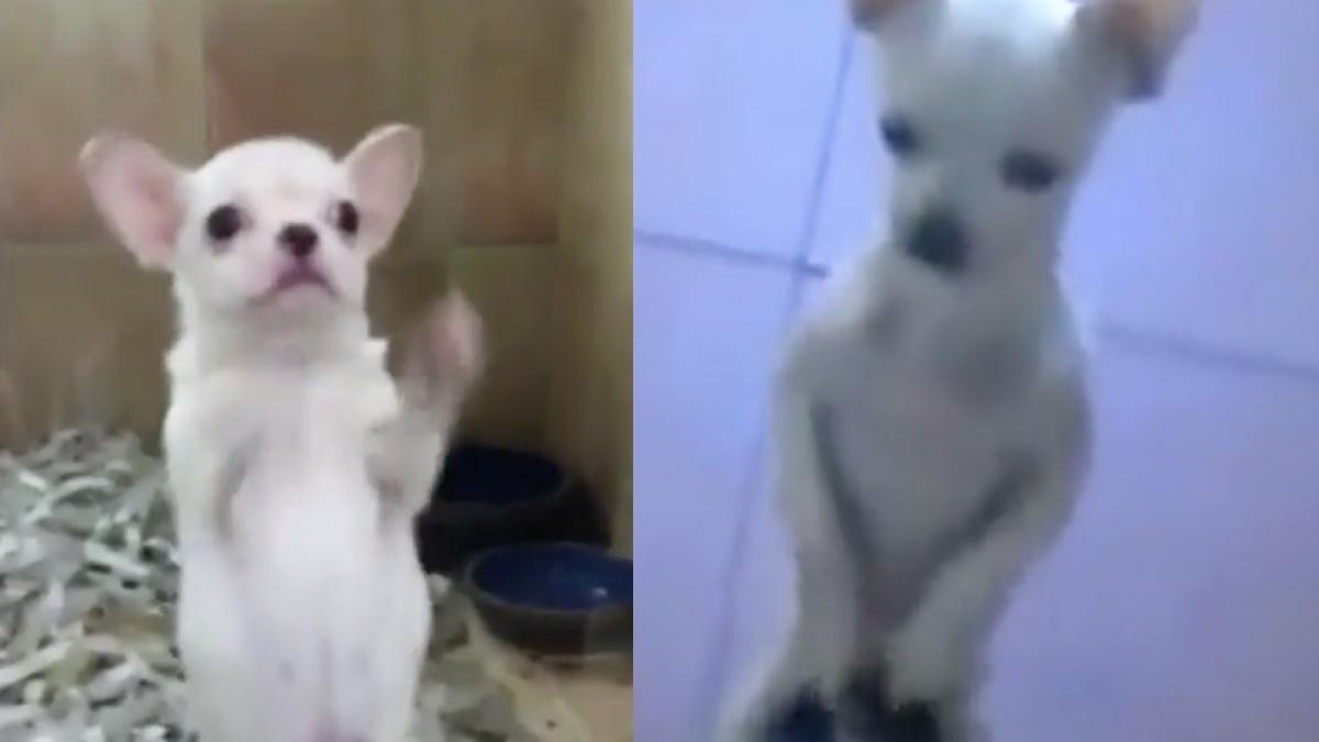 chihuahua dans latino