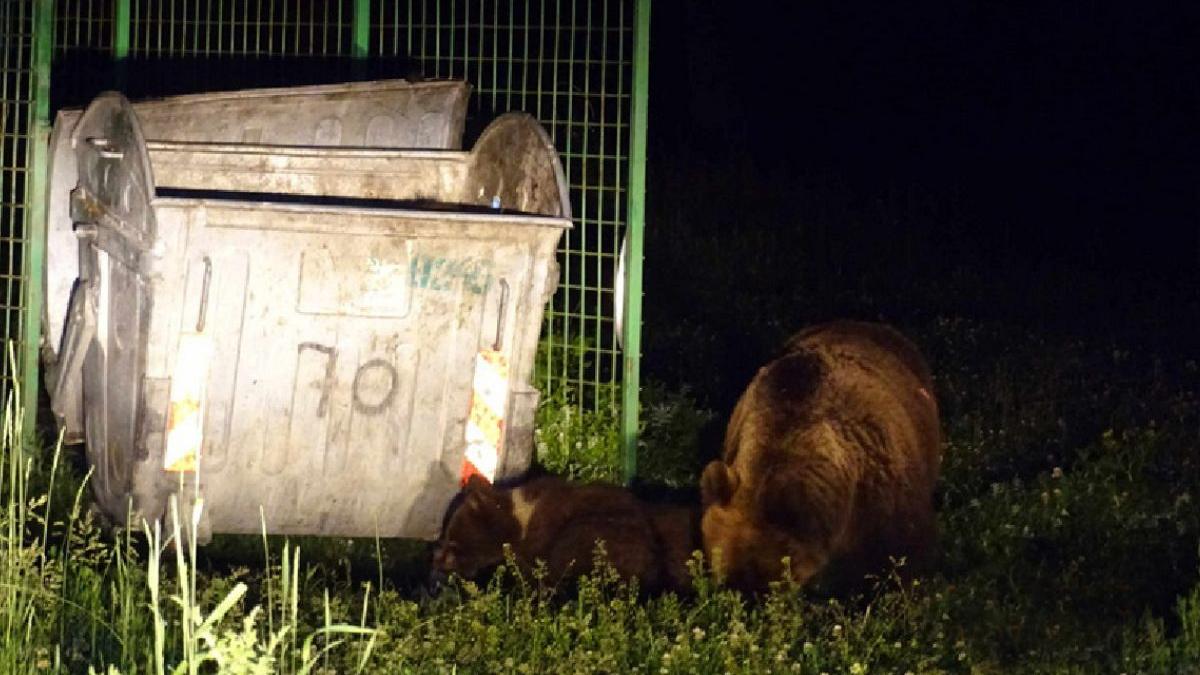 ursul brun ce inseamna comportamentul modificat si care este cauza