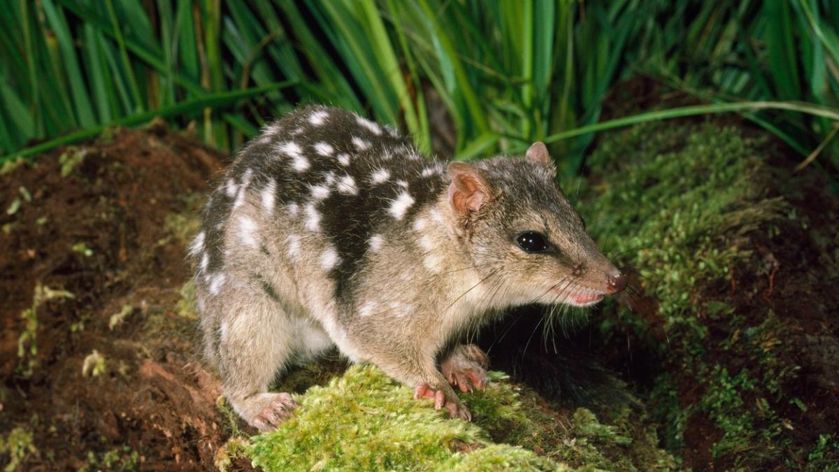 marsupial quolls