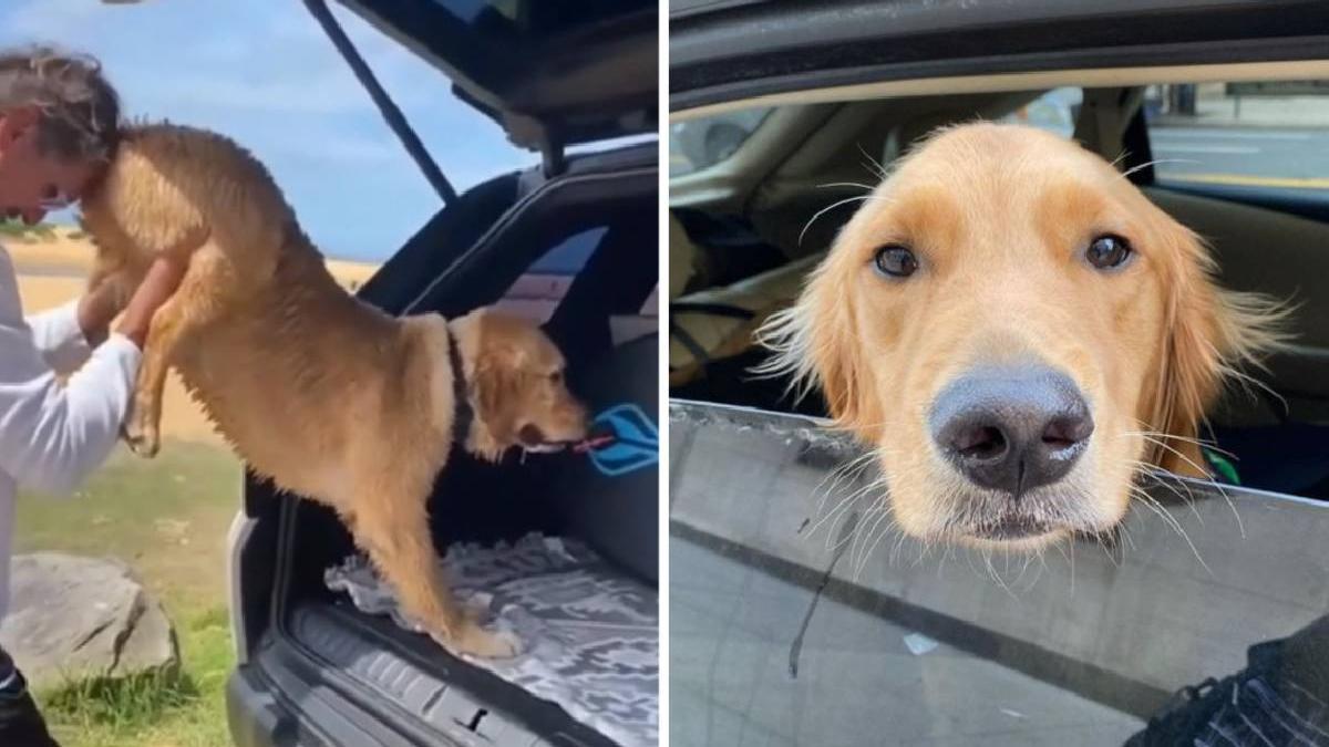 caine golden retriever