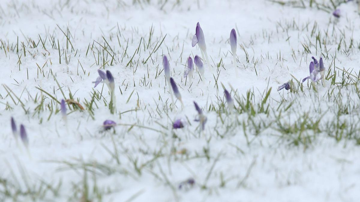 ninsori prognoza meteo vremea