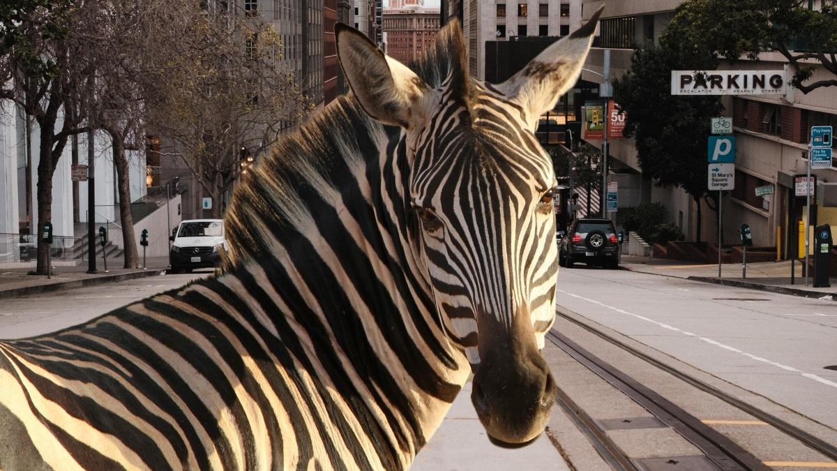 o zebra a evadat de la o gradina zoologica din capitala sud coreeana seul cum a fost prinsa