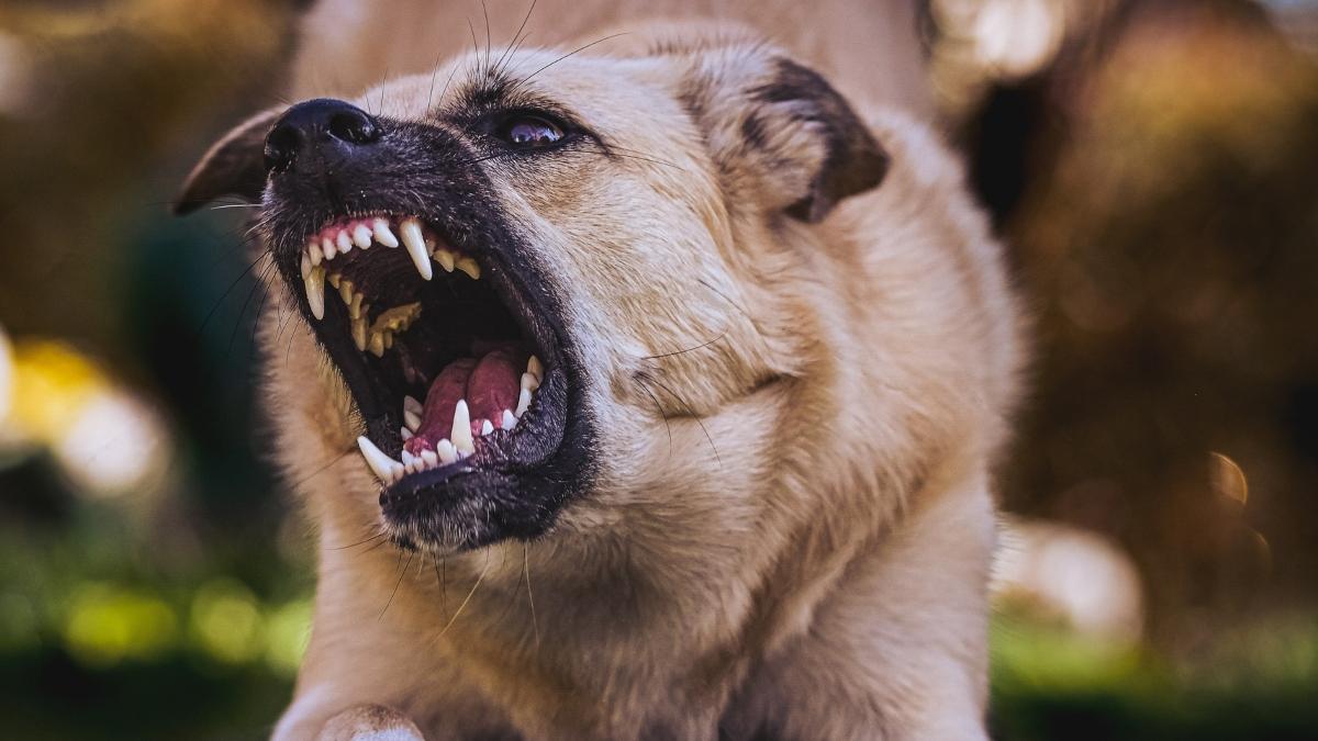 un barbat a fost atacat de o haita de maidanezi in mijlocul orasului targu jiu