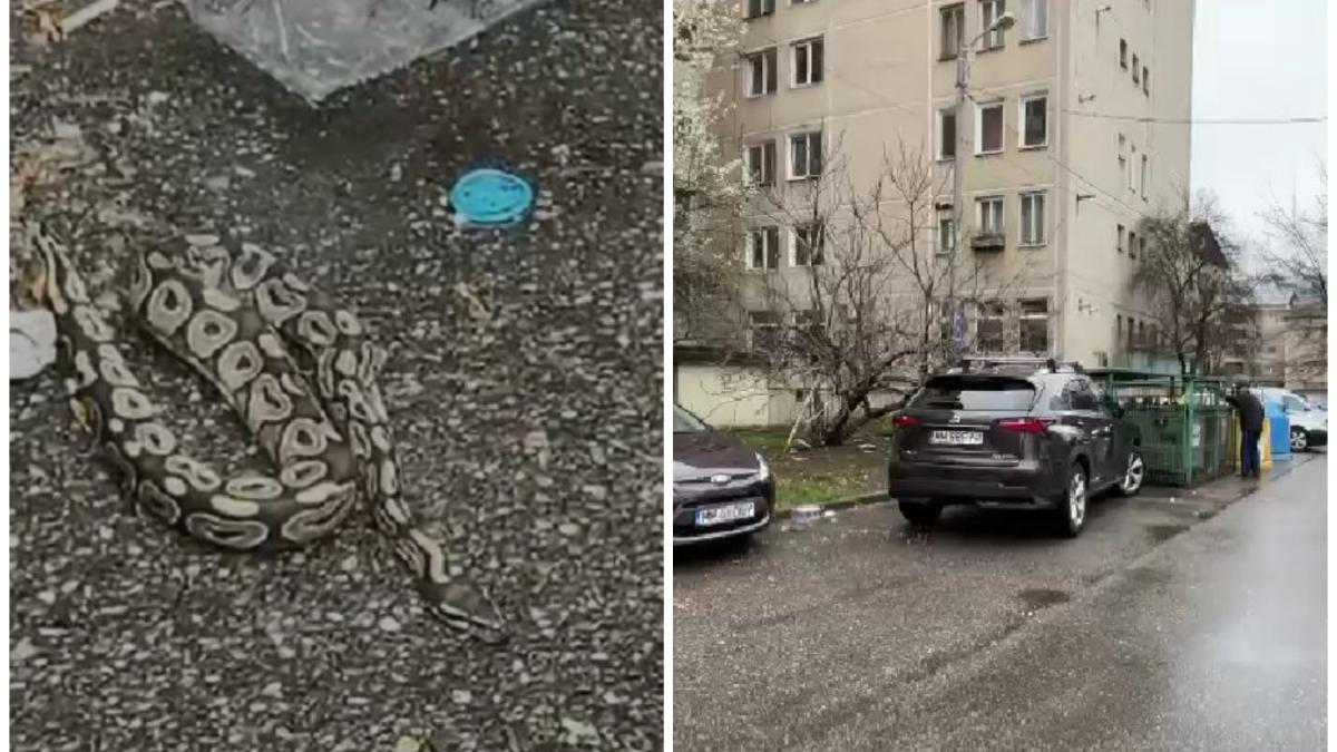 Un piton a fost găsit pe stradă, în Baia Mare