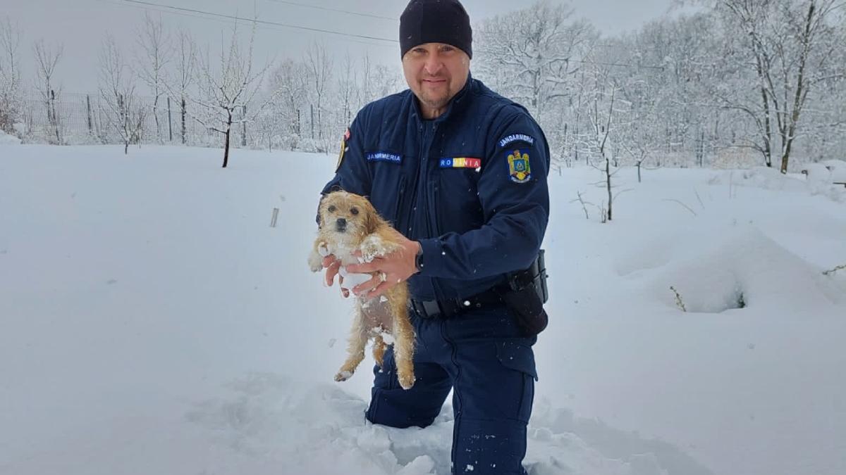 catelus gasit zapada iasi