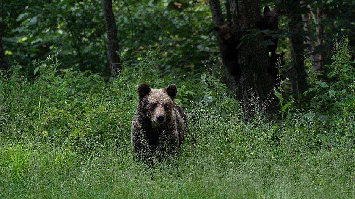 despagubiri pentru pagubele produse de ursul brun