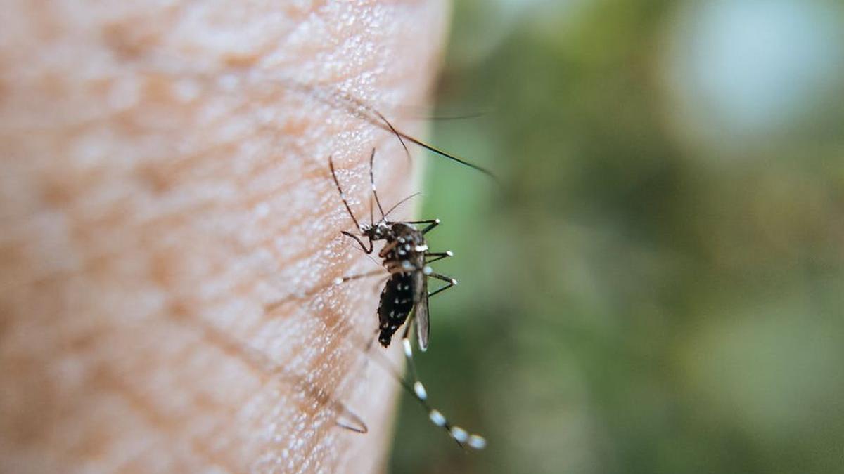 Mosquito Saliva Contains Messenger that Blocks Human Immune System in Dengue Infection, Study Shows