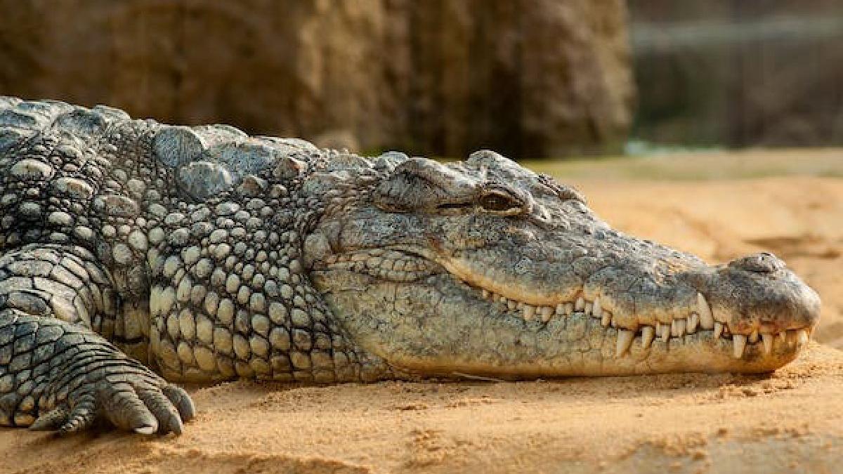 ramasitele pescar gasite interior crocodil