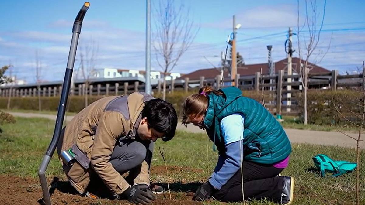 romania planteaza pentru maine dezvoltam romania sustenabil