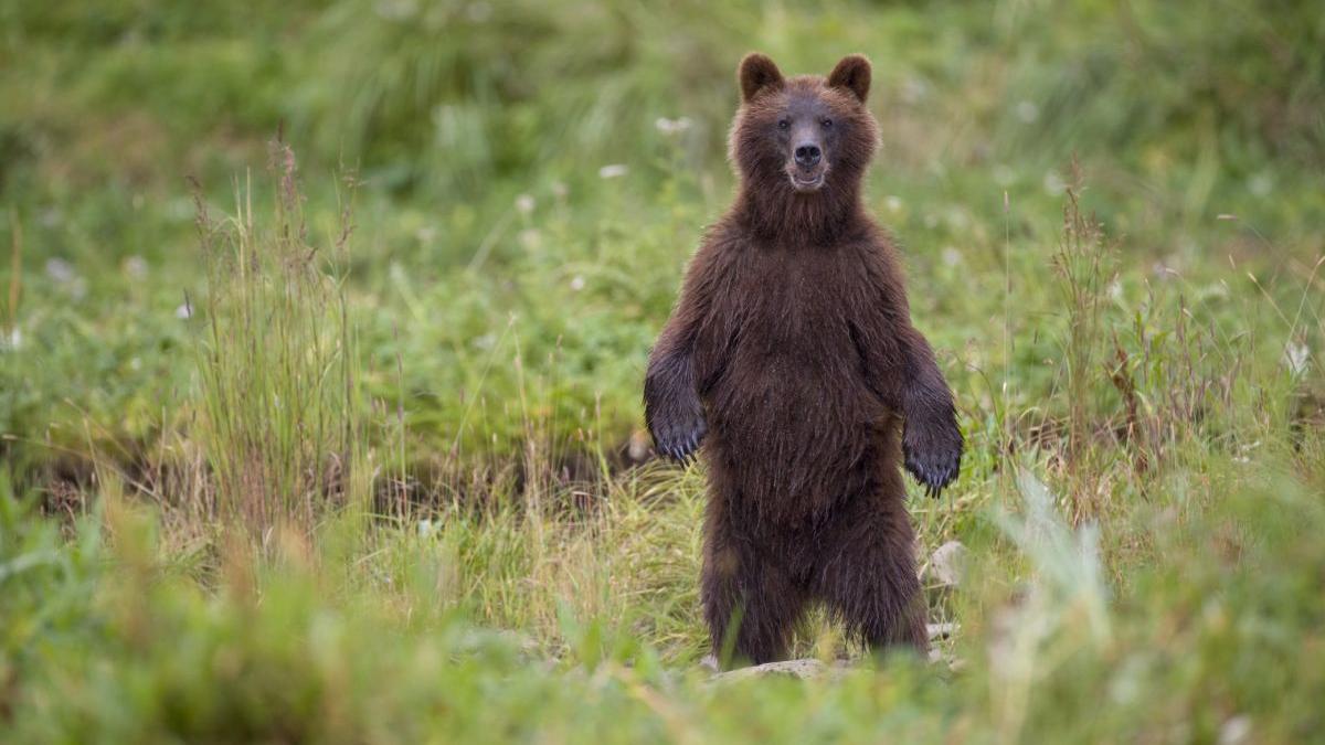 Pui de urs la Castelul Bran, în Noaptea Muzeelor. Polițiștii l-au pus pe fugă