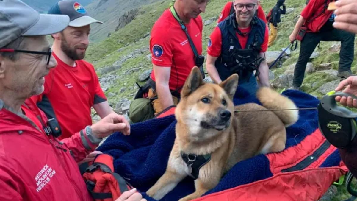 caine din rasa atika salvat dupa ce a escaladat cel mai inalt munte din anglia