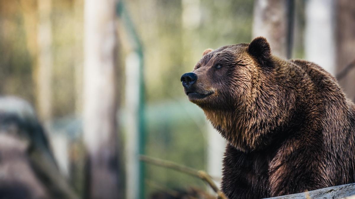 tanar mutilat de urs in timp ce pazea oile stana codlea brasov