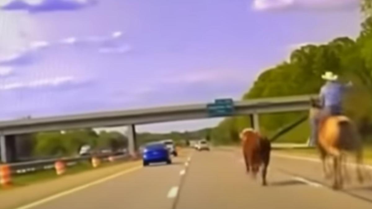 urmarire spectaculoasa pe o autostrada din sua un cowboy cu lasou a prins o vaca