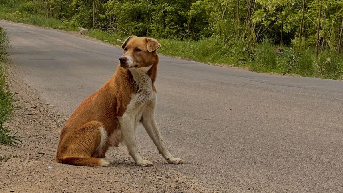 catelusa bella pui mort mers 6 km barbat mancare padure Iasi