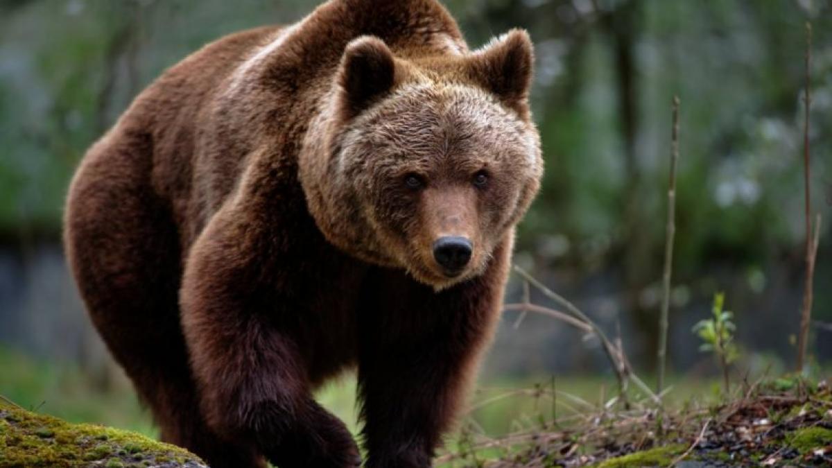 urs sibiu ro alert Getty Images