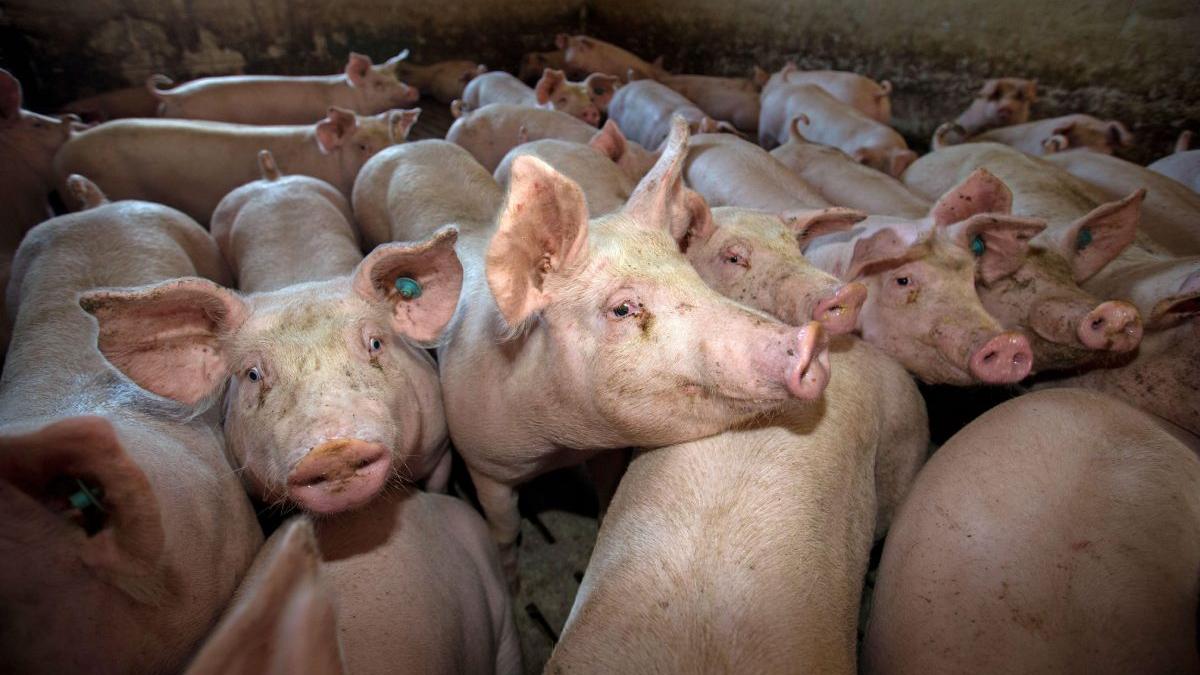 focar pesta porcina africana ferma timis 53 000 de porci sacrificati