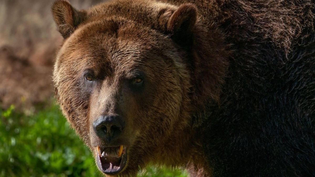 Un orso assassino dall’Italia potrebbe essere trasferito in Romania!  L’animale era stato condannato a morte