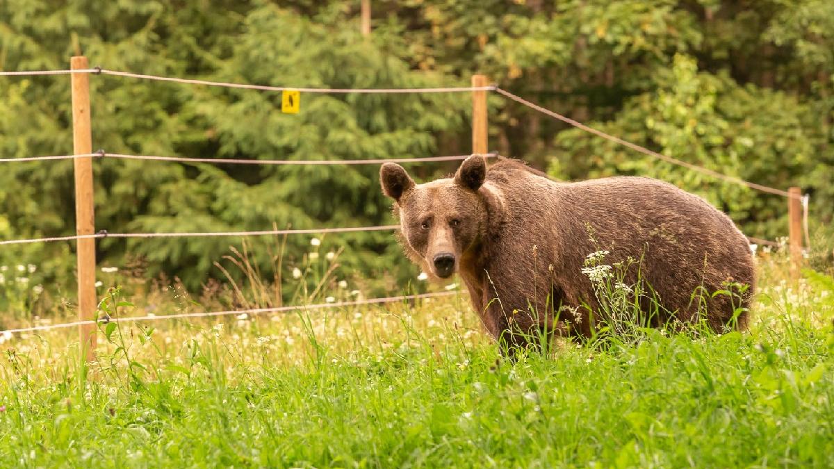 achizitionarea si instalarea sistemelor de protectie garduri electrice pentru animalele domestice