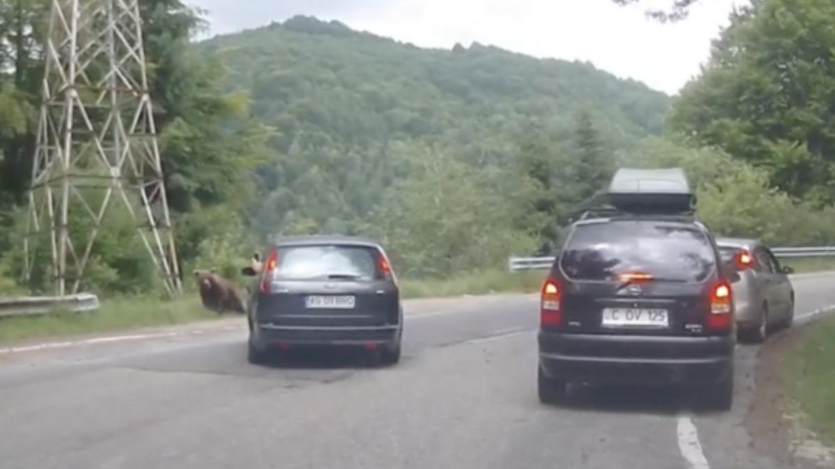 un sofer din arges a incercat sa loveasca cu masina o ursoaica cu pui pe transfagarasan