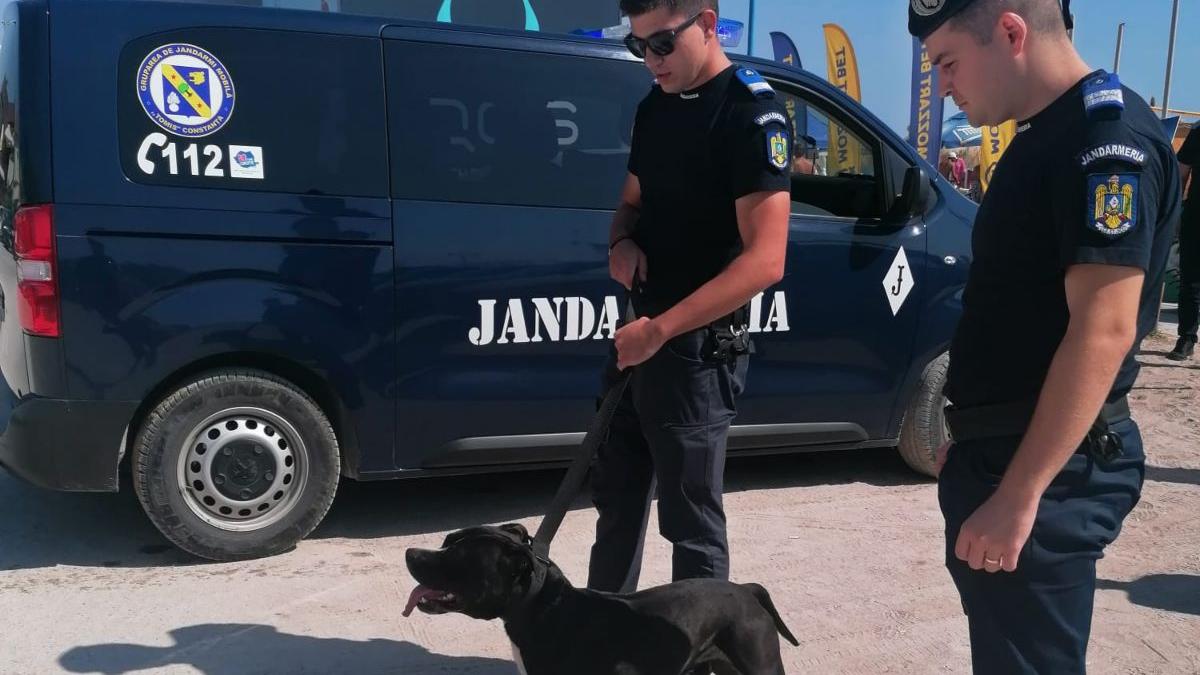 caine amstaff capturat de jandarmi in vama veche