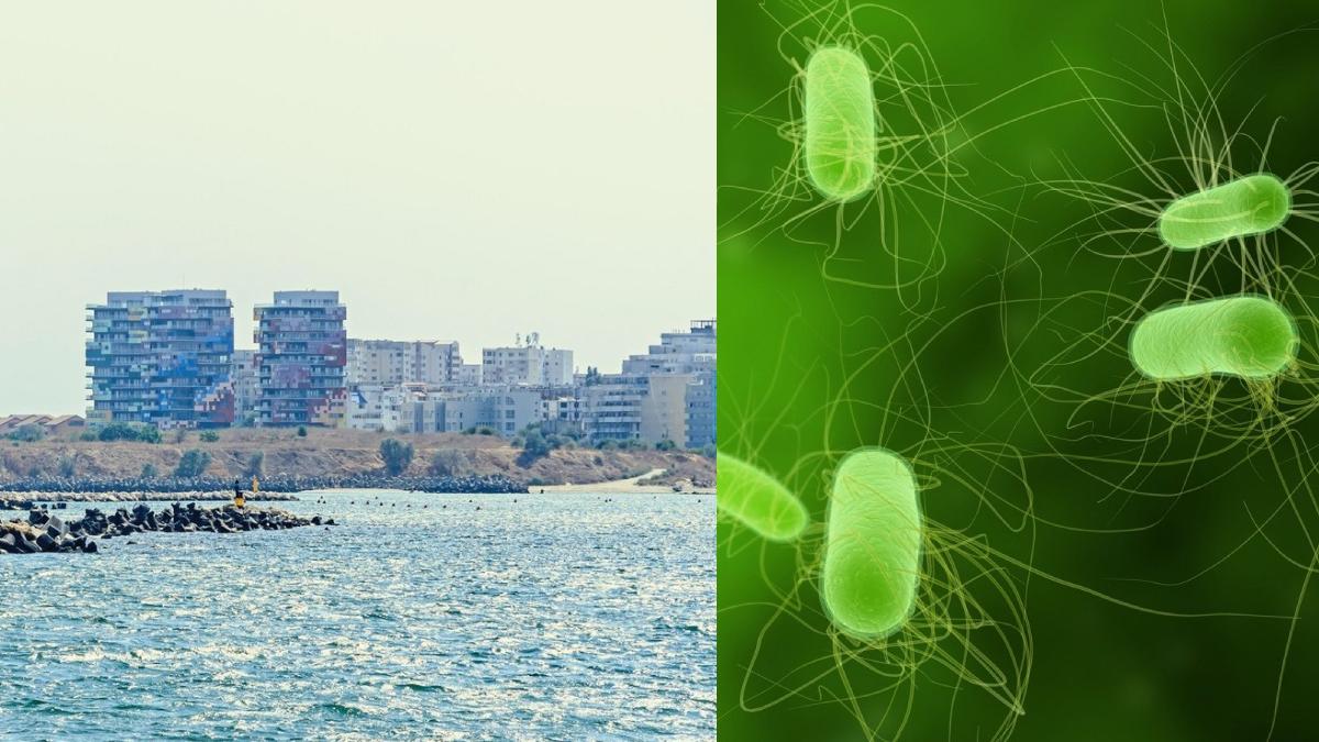 litoral romania e.coli