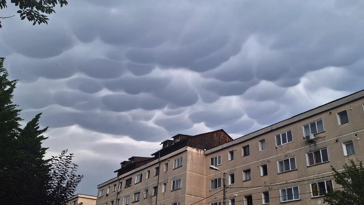 nori mammatus baia mare