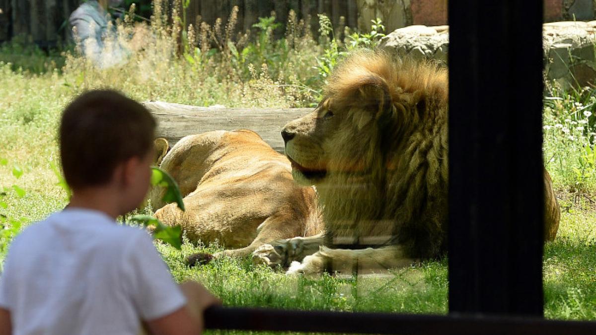 Măsuri speciale pentru animalele de la Grădina Zoologică Bucureşti, pe timp de caniculă