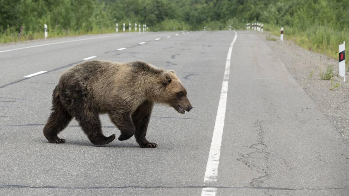 Bărbat atacat de urs în Bistriţa-Năsăud. A fost muşcat de picior | Intervine ISU