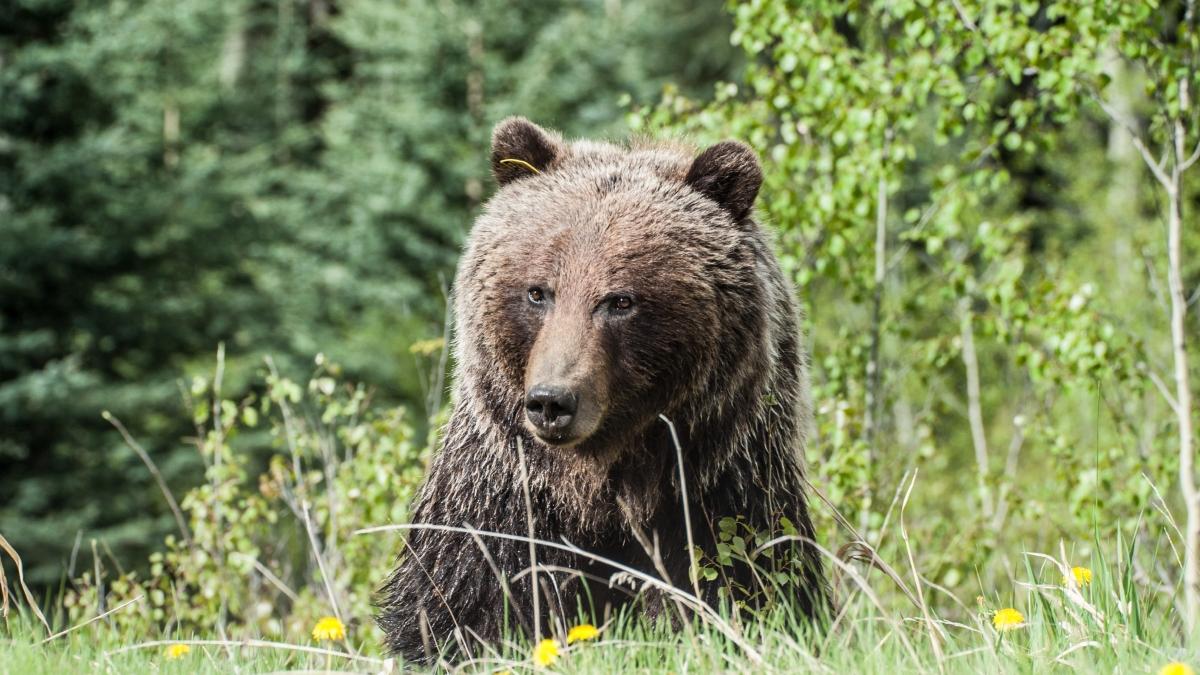 Atenţie! Urs văzut în Ploiești. Animalul va fi căutat de echipaje mixte, urmând a fi folosită inclusiv o dronă