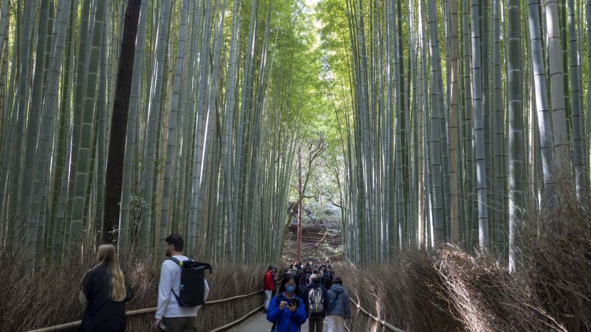 bambusi in japonia