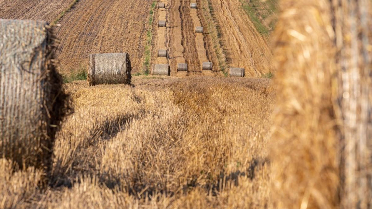 agricultura cereale