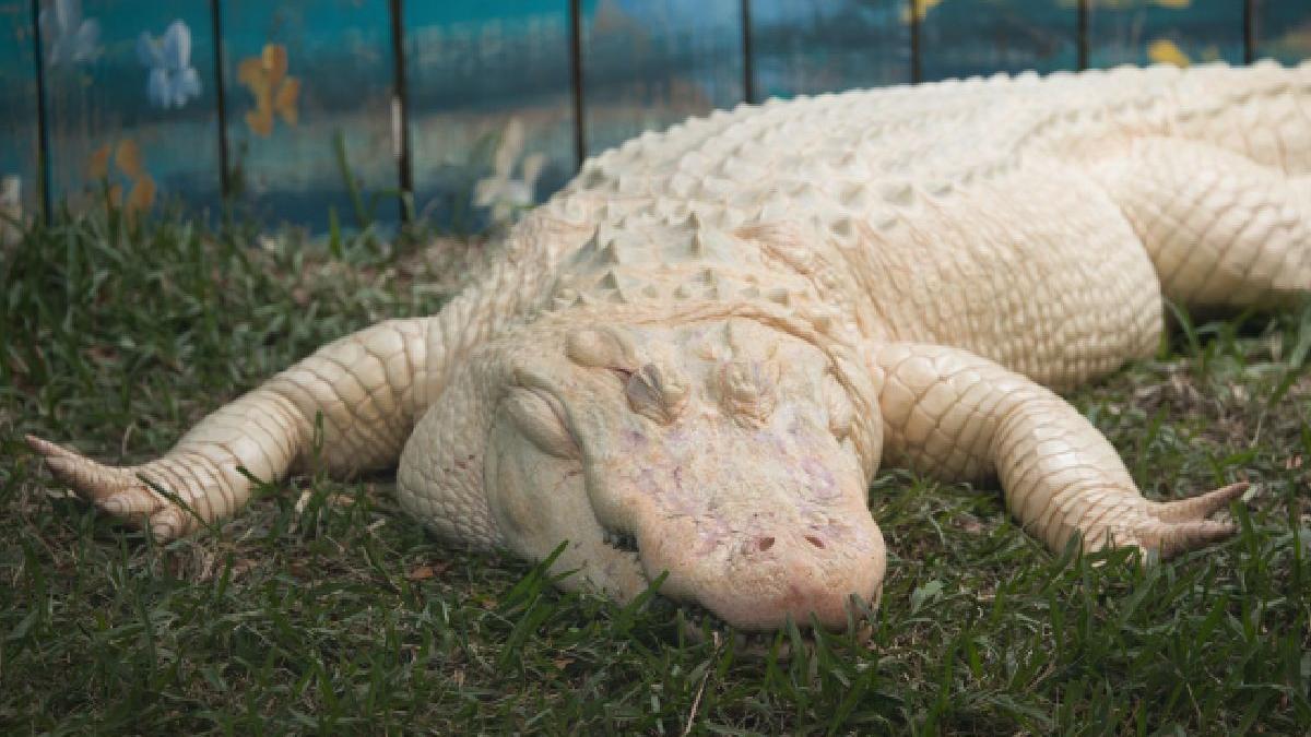 gatorland parcul din sua unde turistii pot hrani aligatorii