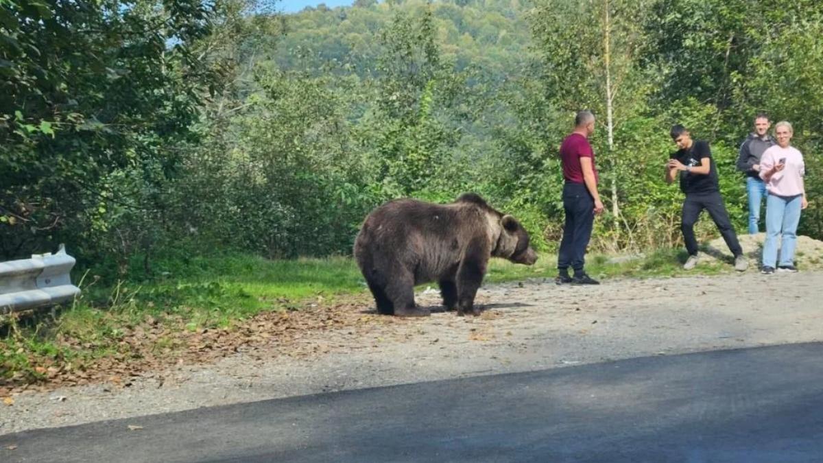 turisti copii urs transfagarasan