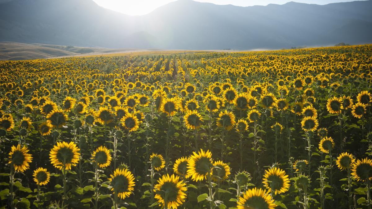 barbat sua hectare de floarea soarelui cadou casnicie