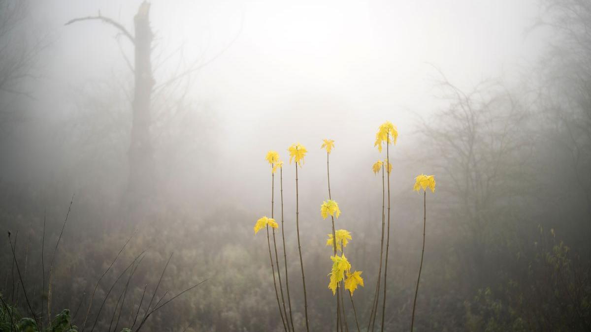 meteo aer polar getty images christopher furlong