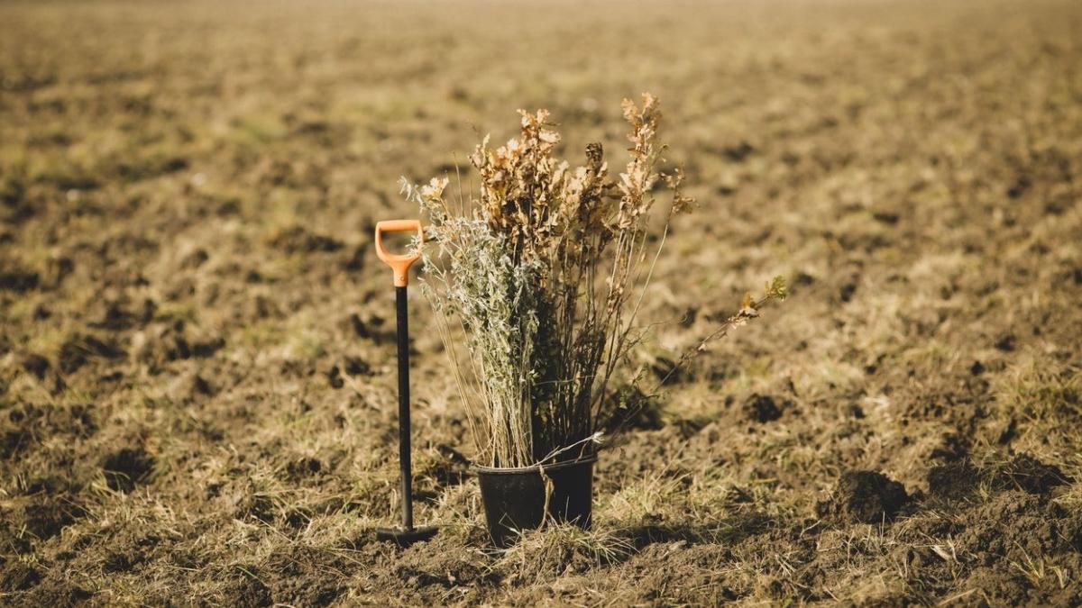 puieti copaci plantare toamna