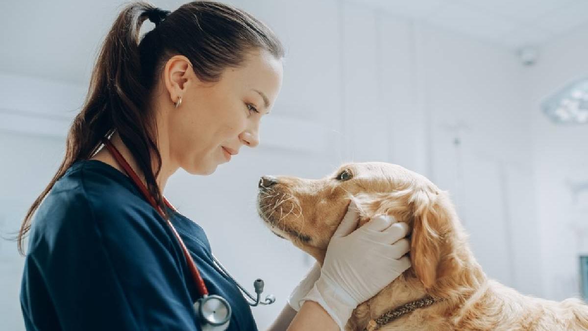 sanatate pe patru labute ghidul veterinarului pentru o viata lunga si fericita a cainelui tau