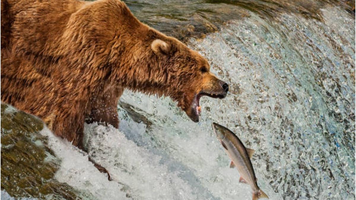 urs ferma piscicola apuseni evacuare pesti 