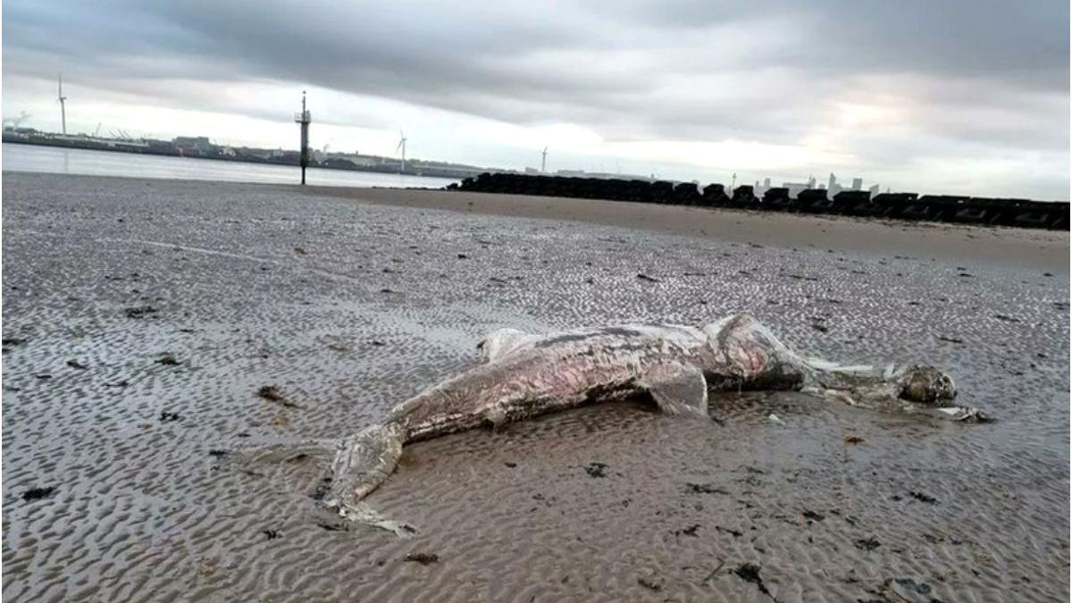 descoperire macabra plaja marea britanie 