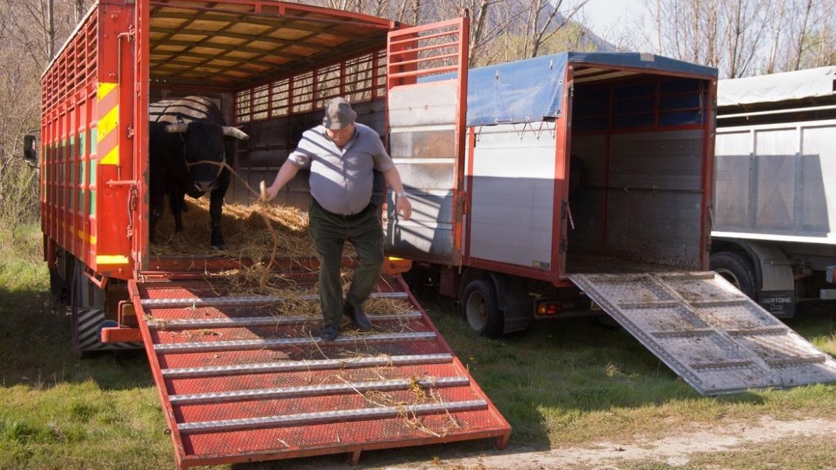 fermieri vaci crescatori animale