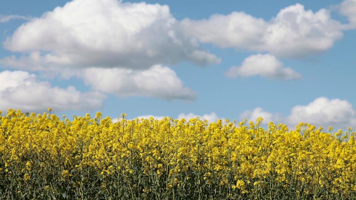 Alertă alimentară!  Semințe de rapiță din România, depistate cu reziduuri de pesticide de aproape zece ori mai mari decât limita maximă admisă