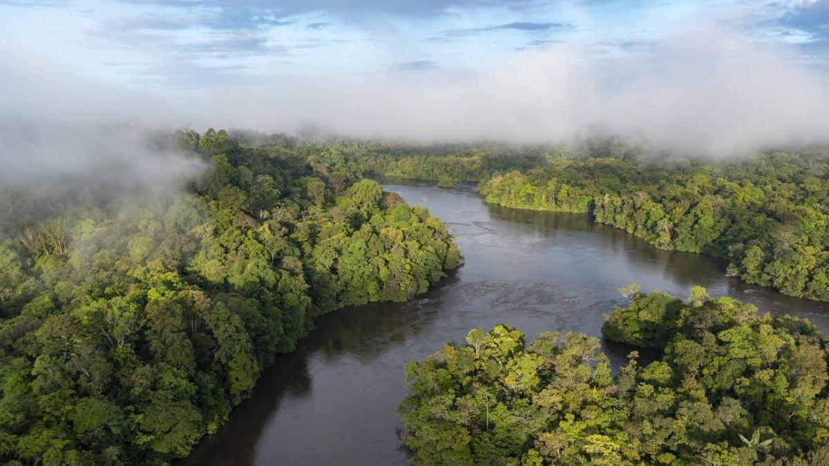 padurea amazoniana