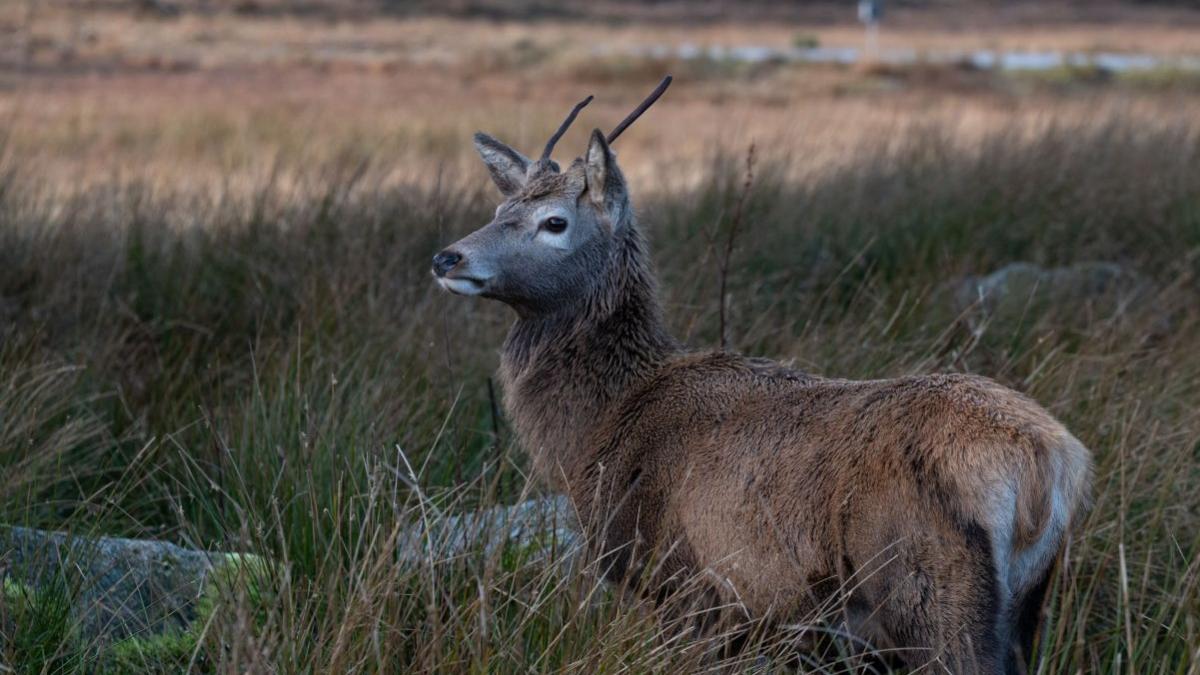 deer abaca